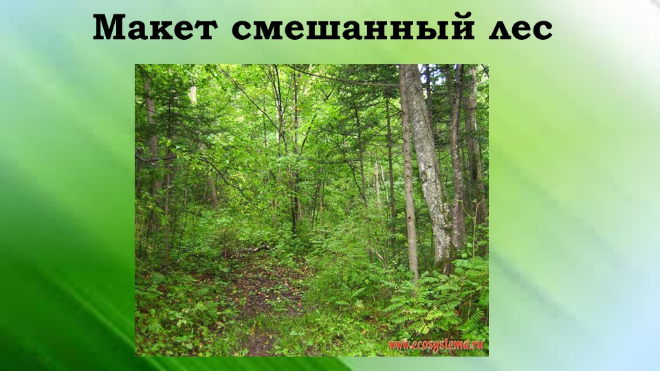 Презентация по ППО на тему: "Изготовление макета "Смешанный лес" 4 класс программа 1.2 - Скачать школьные презентации PowerPoint бесплатно | Портал бесплатных презентаций school-present.com