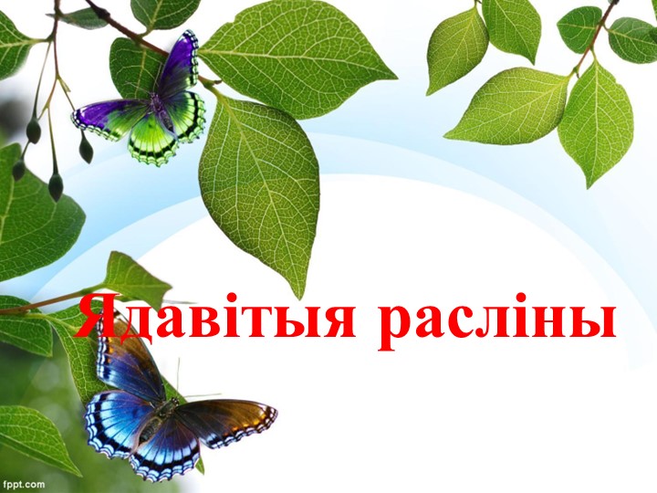 Презентация по биологии на тему "Ядавітыя грыбы" - Скачать школьные презентации PowerPoint бесплатно | Портал бесплатных презентаций school-present.com