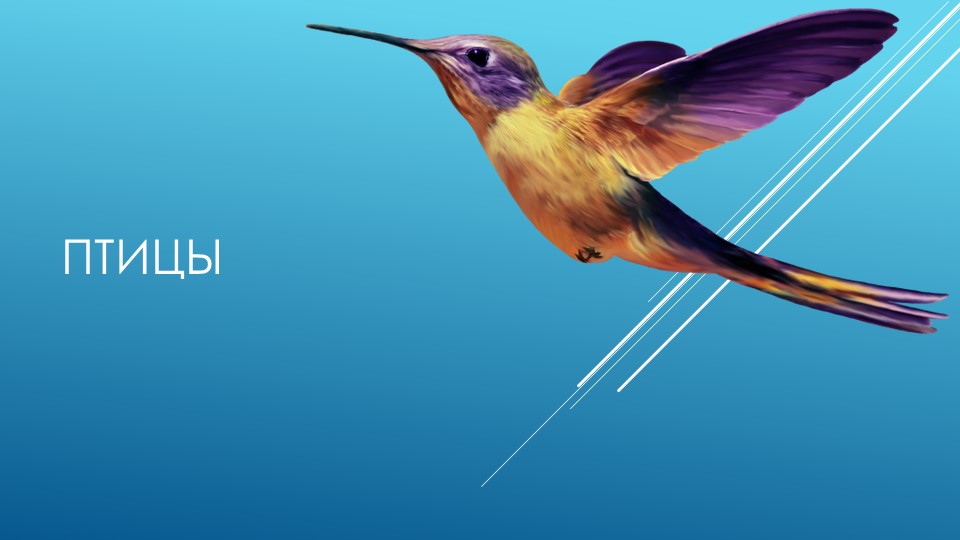 Презентация по окружающему миру "Всё о птицах" - Скачать школьные презентации PowerPoint бесплатно | Портал бесплатных презентаций school-present.com