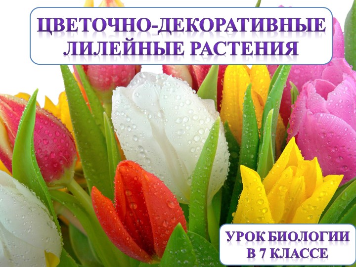Презентация к уроку биологии по теме "Лилейные цветы" - Скачать школьные презентации PowerPoint бесплатно | Портал бесплатных презентаций school-present.com