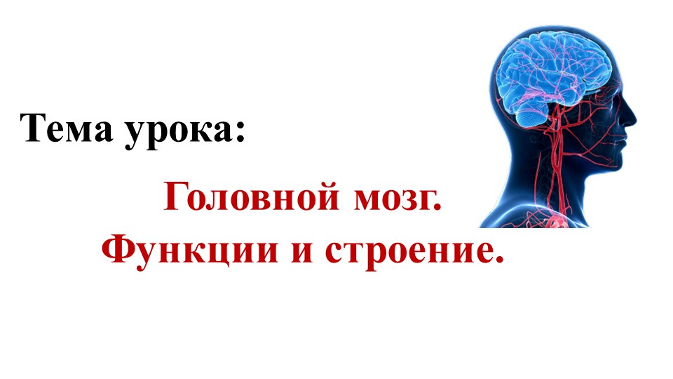 Тема урока "Головной мозг. Строение и функции" - Скачать школьные презентации PowerPoint бесплатно | Портал бесплатных презентаций school-present.com