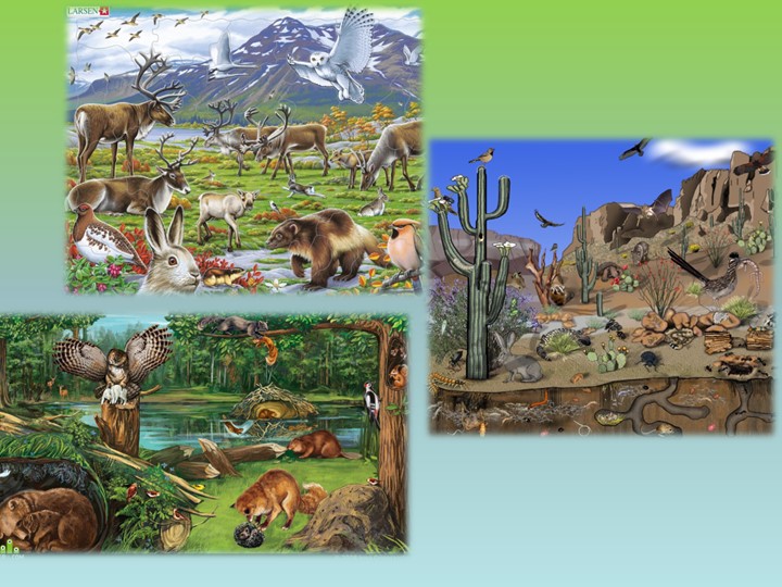 Презентация по теме "Природные сообщества. Роль животных в природных сообществах" - Скачать школьные презентации PowerPoint бесплатно | Портал бесплатных презентаций school-present.com