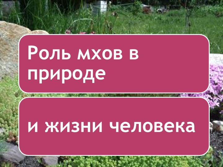 Презентация на тему роль мхов в природе и жизни человека - Скачать школьные презентации PowerPoint бесплатно | Портал бесплатных презентаций school-present.com