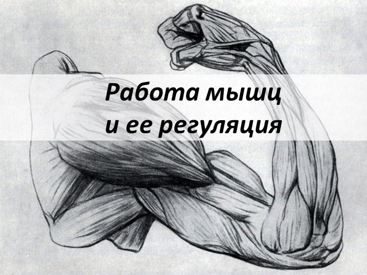 Презентация "Работа скелетной мускулатуры" - Скачать школьные презентации PowerPoint бесплатно | Портал бесплатных презентаций school-present.com