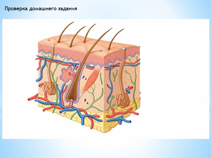 Презентация "Уход за кожей. Гигиена". - Скачать школьные презентации PowerPoint бесплатно | Портал бесплатных презентаций school-present.com