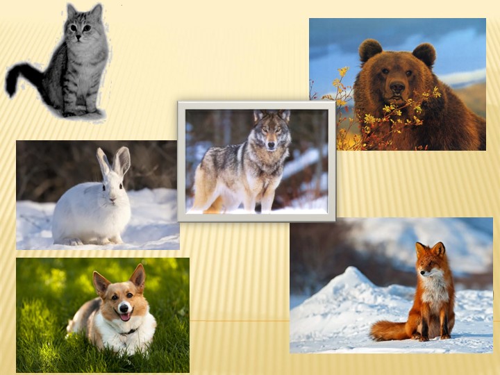 Презентация "О кошечках и собачках" - Скачать школьные презентации PowerPoint бесплатно | Портал бесплатных презентаций school-present.com