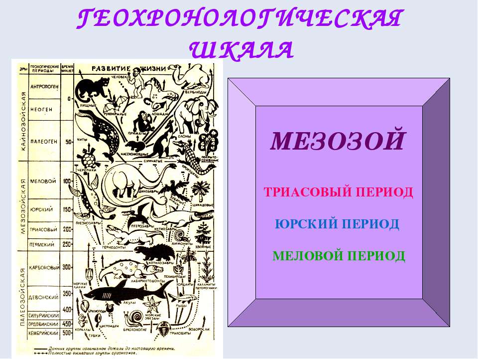 Развитие жизни в мезозое презентация 11 класс