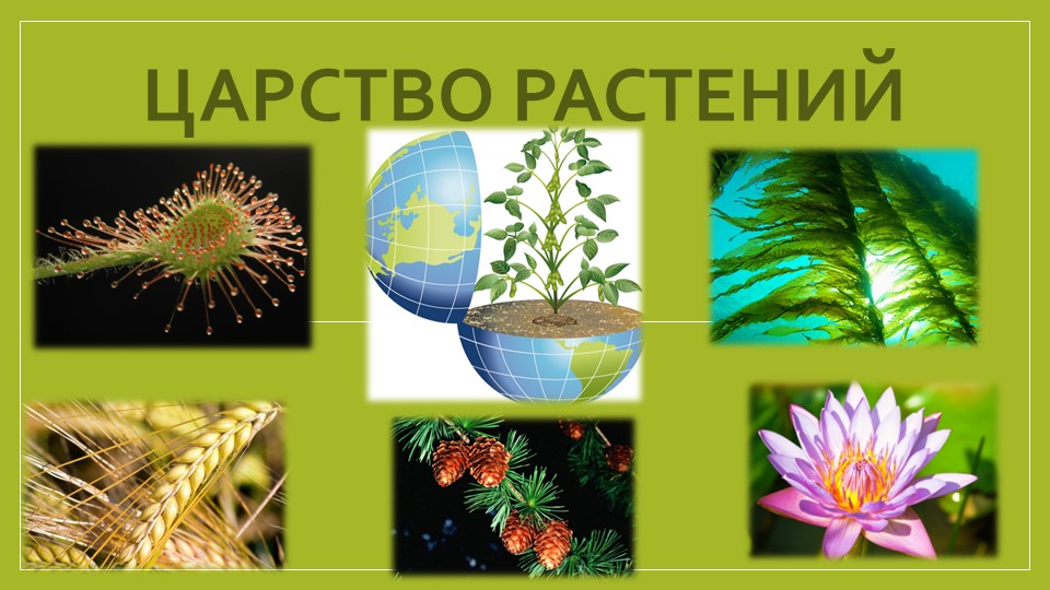 Презентация по биологии на тему "Общее знакомство с растительным организмом" (6 класс) - Скачать школьные презентации PowerPoint бесплатно | Портал бесплатных презентаций school-present.com