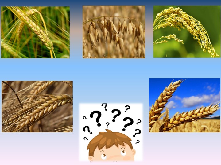 Презентация по окружающему миру на тему "Пшеница-зерновая культура" (3 класс) - Скачать школьные презентации PowerPoint бесплатно | Портал бесплатных презентаций school-present.com