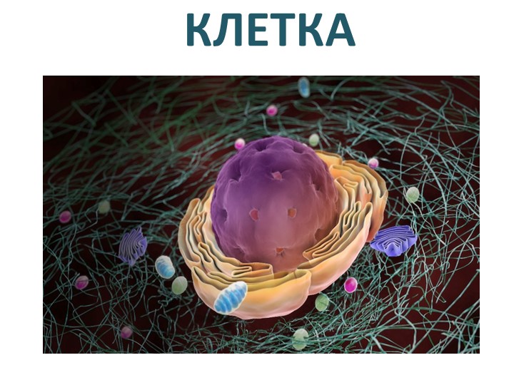 Презентация.Биология 5 класс "Клетка-структурно-функциональная единица" - Скачать школьные презентации PowerPoint бесплатно | Портал бесплатных презентаций school-present.com