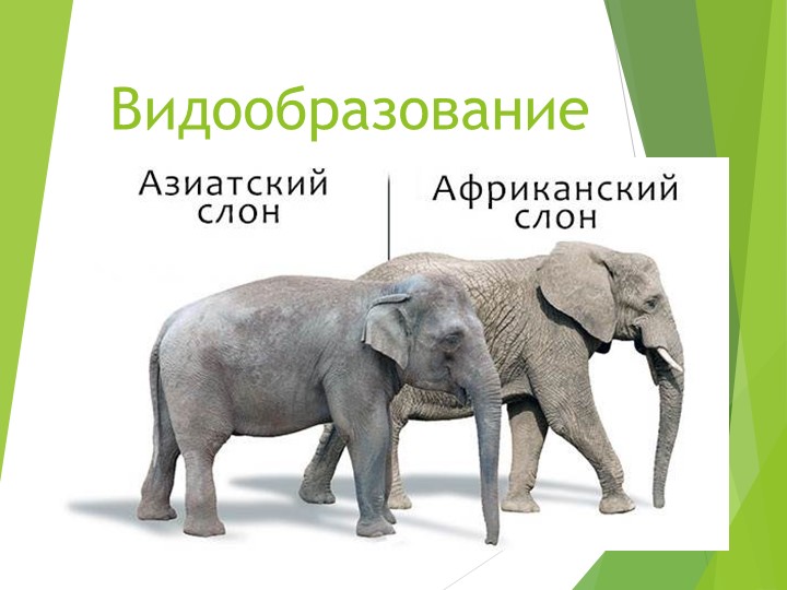 Презентация по биологии на тему "Видообразование" (11 класс) - Скачать школьные презентации PowerPoint бесплатно | Портал бесплатных презентаций school-present.com