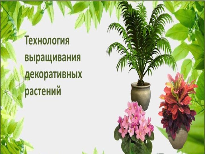 Презентация на тему "Выращивание комнатных растений" - Скачать школьные презентации PowerPoint бесплатно | Портал бесплатных презентаций school-present.com