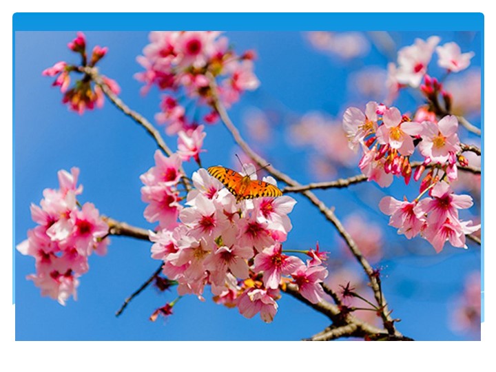 Презентация к уроку " Знакомство с узким и круглым лепестком в технике «Канзаши»." - Скачать школьные презентации PowerPoint бесплатно | Портал бесплатных презентаций school-present.com