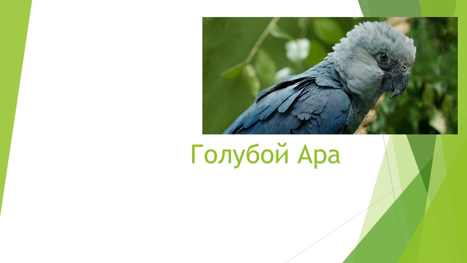 "Животное из Красной книги" презентация. 2 класс - Скачать школьные презентации PowerPoint бесплатно | Портал бесплатных презентаций school-present.com