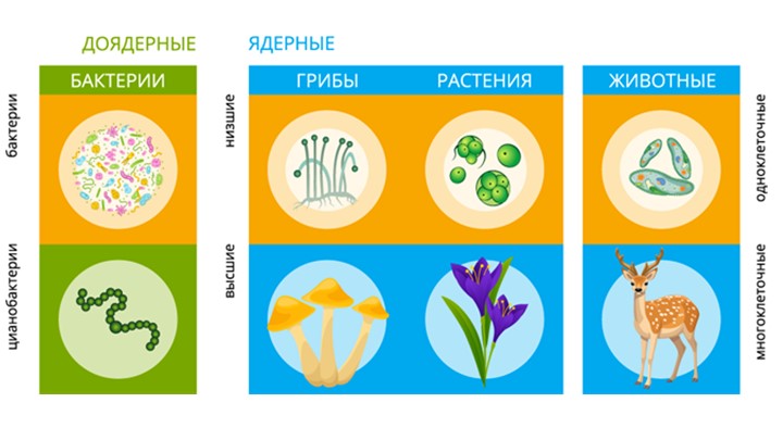 Презентация - "Царство растений". - Скачать школьные презентации PowerPoint бесплатно | Портал бесплатных презентаций school-present.com