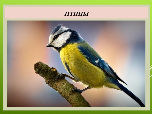 Презентация по природоведению на тему "Птицы" (5 класс, для ОО, реализующих АООП) - Скачать школьные презентации PowerPoint бесплатно | Портал бесплатных презентаций school-present.com