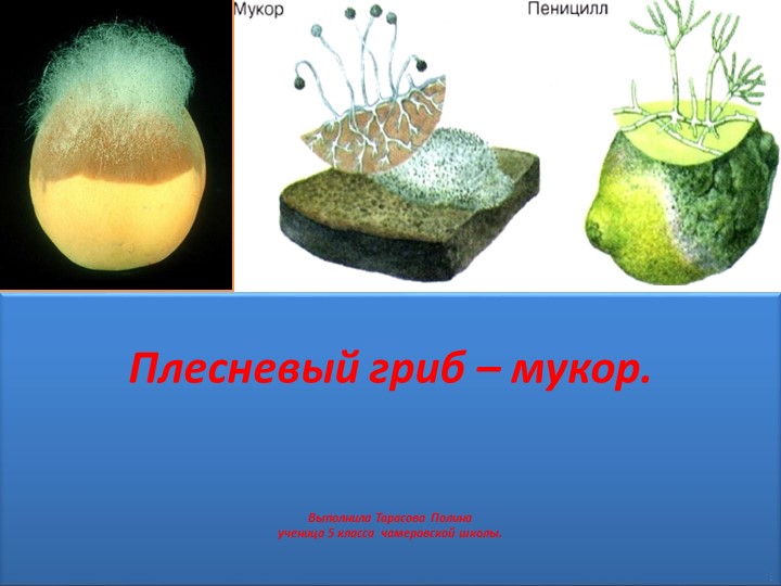 Презентация по биологии на тему "Выращивание плесневого гриба мукора" - Скачать школьные презентации PowerPoint бесплатно | Портал бесплатных презентаций school-present.com