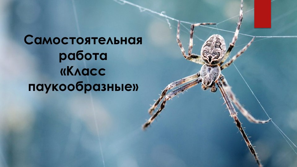 Самостоятельная работа по биологии на тему "Класс Паукообразные" (7 класс) - Скачать школьные презентации PowerPoint бесплатно | Портал бесплатных презентаций school-present.com