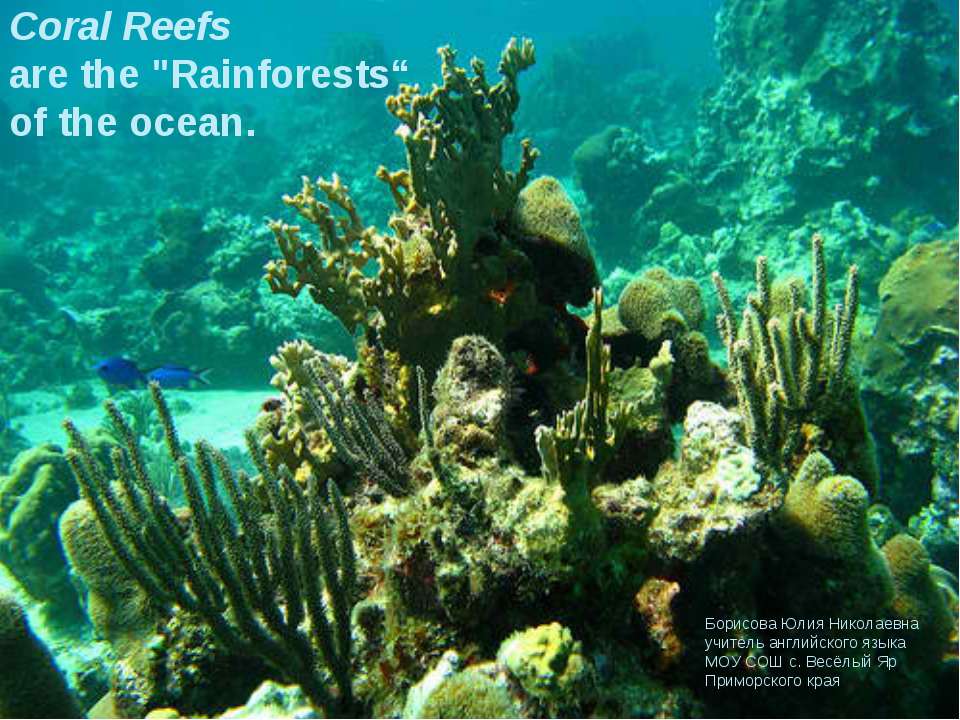 Coral Reefs - Скачать школьные презентации PowerPoint бесплатно | Портал бесплатных презентаций school-present.com