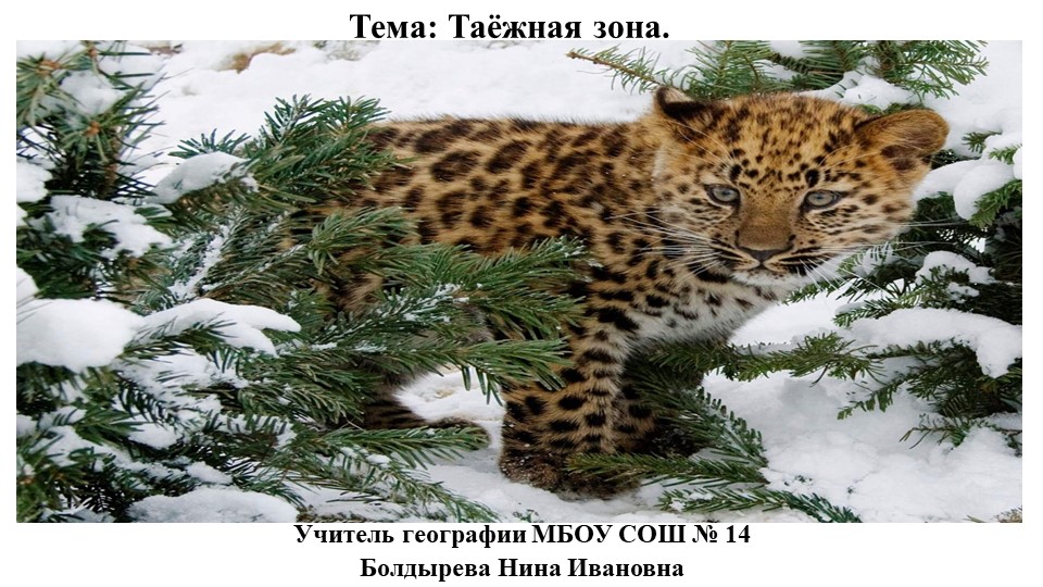 Презентация к уроку по географии на тему "Природные зоны. Тайга" (8 кл) - Скачать школьные презентации PowerPoint бесплатно | Портал бесплатных презентаций school-present.com