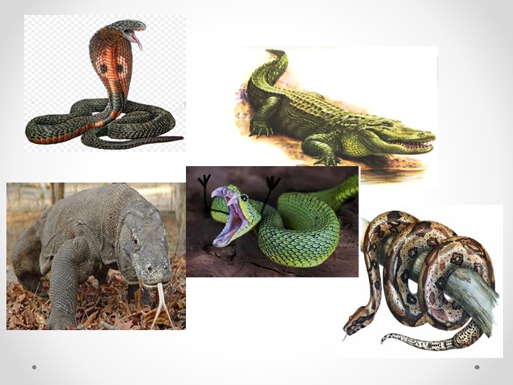 Презентация по биологии на тему "Многообразие и значение пресмыкающихся"( 7 класс)я - Скачать школьные презентации PowerPoint бесплатно | Портал бесплатных презентаций school-present.com