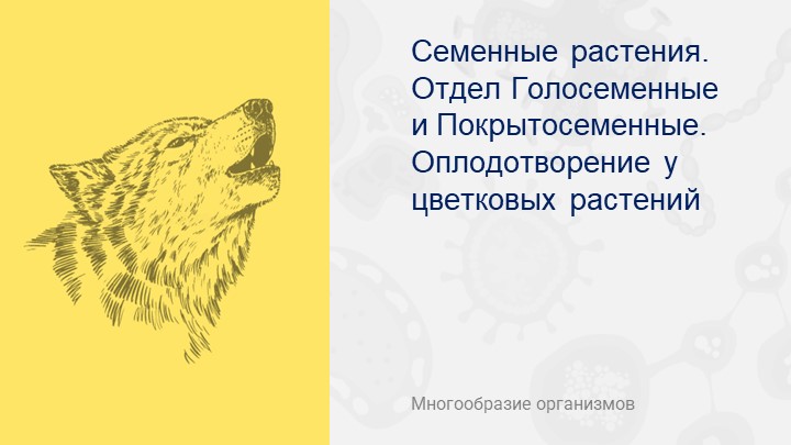Презентация по биологии на тему "Семенные растения. Покрыто- и Голосеменные" - Скачать школьные презентации PowerPoint бесплатно | Портал бесплатных презентаций school-present.com
