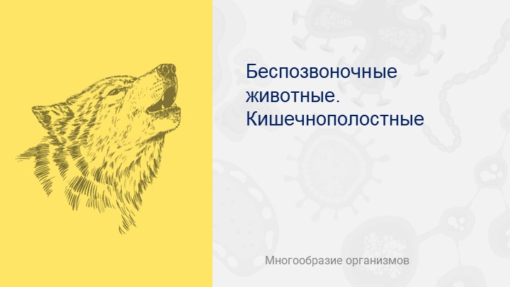 Презентация по биологии на тему "Кишечнополостные" - Скачать школьные презентации PowerPoint бесплатно | Портал бесплатных презентаций school-present.com