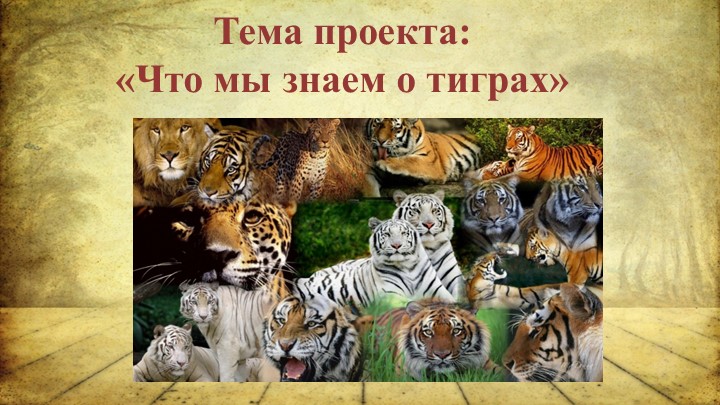 Презентация "Где живут тигры" - Скачать школьные презентации PowerPoint бесплатно | Портал бесплатных презентаций school-present.com