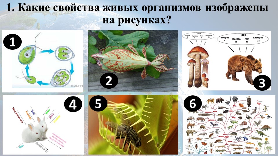 Самостоятельная работа по биологии по теме "Свойства живого" (9 класс) - Скачать школьные презентации PowerPoint бесплатно | Портал бесплатных презентаций school-present.com