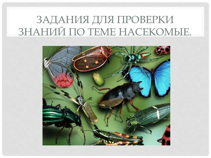 Презентация "Задания по теме насекомые" - Скачать школьные презентации PowerPoint бесплатно | Портал бесплатных презентаций school-present.com