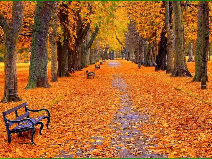 Презентация по биологии на тему "Испарение воды листьями. Листопад" (6 класс) - Скачать школьные презентации PowerPoint бесплатно | Портал бесплатных презентаций school-present.com