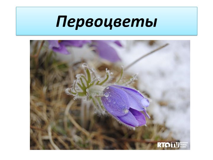 Презентация к уроку по Забайкаловедению на тему "Первоцветы" (3 класс) - Скачать школьные презентации PowerPoint бесплатно | Портал бесплатных презентаций school-present.com