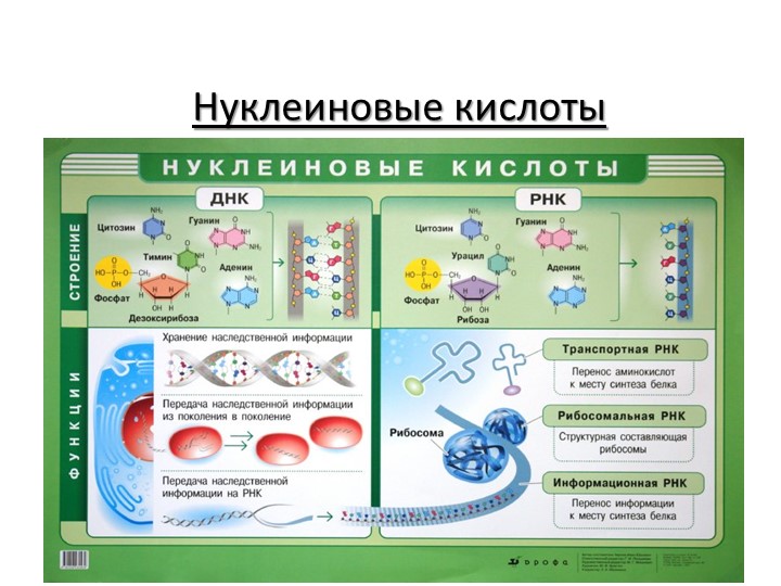 Презентация по биологии "Нуклеиновые кислоты. Синтез белка" (10 класс) - Скачать школьные презентации PowerPoint бесплатно | Портал бесплатных презентаций school-present.com
