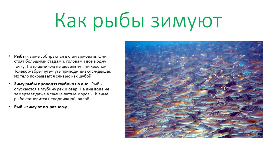 Презентация на тему "Как зимуют рыбы". - Скачать школьные презентации PowerPoint бесплатно | Портал бесплатных презентаций school-present.com