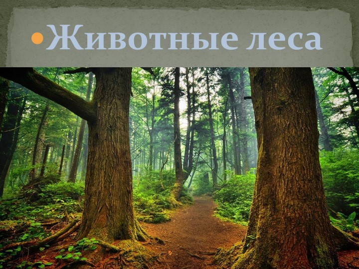 Презентация по логопедии на тему " Животные леса" - Скачать школьные презентации PowerPoint бесплатно | Портал бесплатных презентаций school-present.com