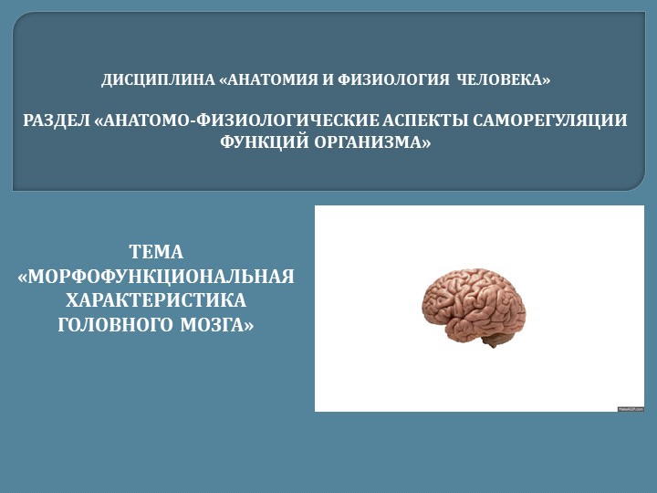 МОРФОФУНКЦИОНАЛЬНАЯ ХАРАКТЕРИСТИКА ГОЛОВНОГО МОЗГА - Скачать школьные презентации PowerPoint бесплатно | Портал бесплатных презентаций school-present.com