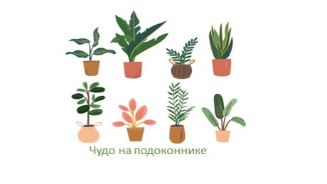 Презентация занятия для старших дошкольников "Чудо на подоконнике" - Скачать школьные презентации PowerPoint бесплатно | Портал бесплатных презентаций school-present.com