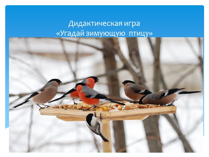 Презентация по ознакомлению с природой "Угадай зимующею птицу" (старшая группа) - Скачать школьные презентации PowerPoint бесплатно | Портал бесплатных презентаций school-present.com