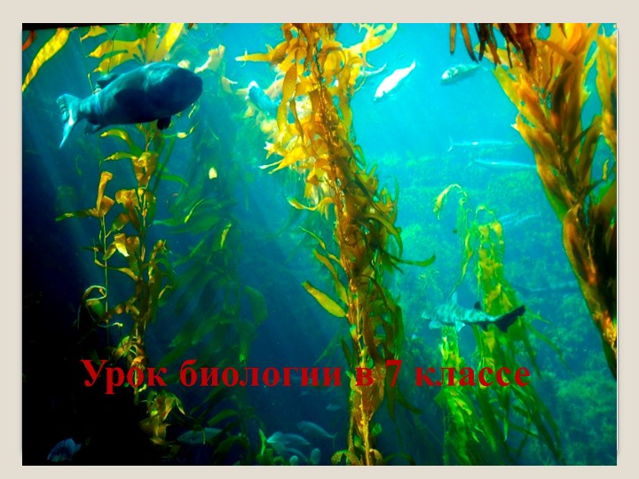 Презентация урока по биологии Водоросли, их характеристика. - Скачать школьные презентации PowerPoint бесплатно | Портал бесплатных презентаций school-present.com