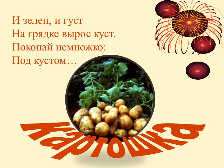 "Несколько секретов картофеля" Картофель - южноамериканское растение, до сих пор встречающееся на родине в диком виде. - Скачать школьные презентации PowerPoint бесплатно | Портал бесплатных презентаций school-present.com