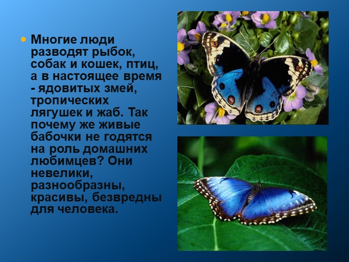 Презентация к исследовательской работе "Как вырастить бабочек в домашних условиях" - Скачать школьные презентации PowerPoint бесплатно | Портал бесплатных презентаций school-present.com