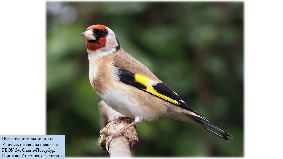 Презентация по окружающему миру на тему "Кто такие звери?" (1класс) - Скачать школьные презентации PowerPoint бесплатно | Портал бесплатных презентаций school-present.com