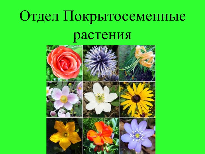 Презентация по биологии:"Классы покрытосеменных растений" - Скачать школьные презентации PowerPoint бесплатно | Портал бесплатных презентаций school-present.com