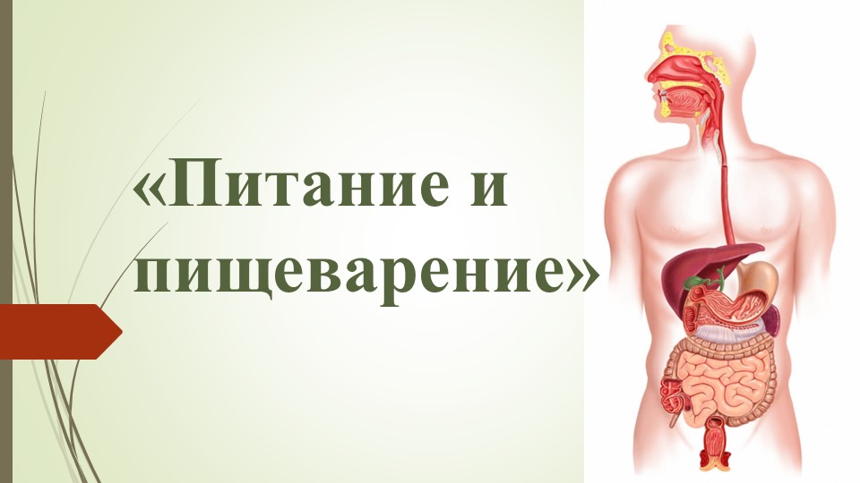 Презентация к уроку "Питание и пищеварение" - Скачать школьные презентации PowerPoint бесплатно | Портал бесплатных презентаций school-present.com