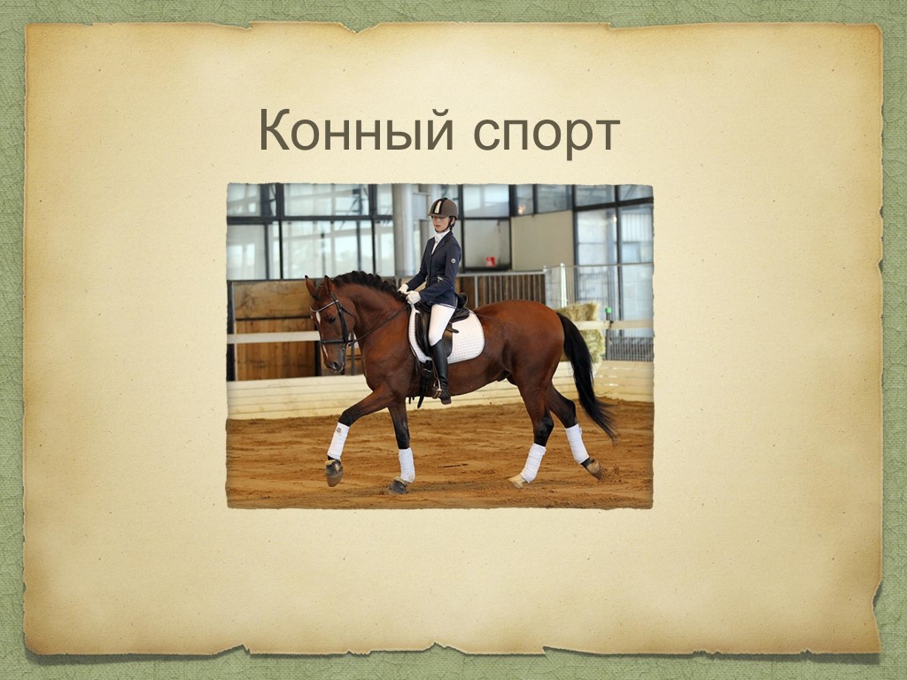 Презентация Внеурочная деятельность"Конный спорт" - Скачать школьные презентации PowerPoint бесплатно | Портал бесплатных презентаций school-present.com