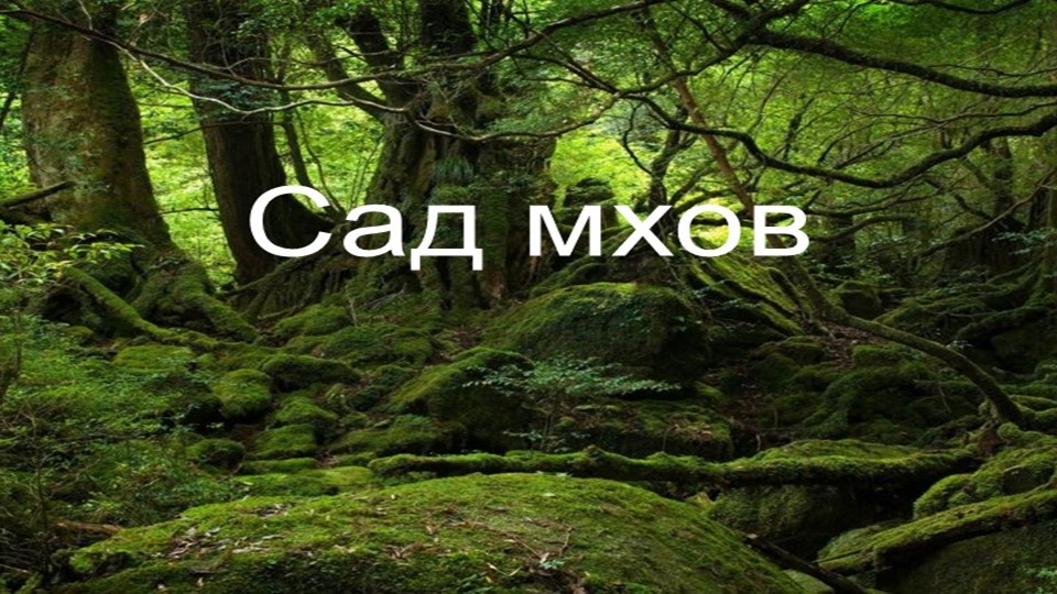Презентация по окружающему миру " Мхи" - Скачать школьные презентации PowerPoint бесплатно | Портал бесплатных презентаций school-present.com