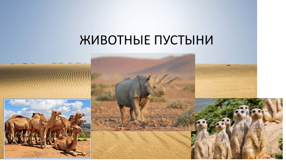 Презентация о животных пустыни для подготовительной группы - Скачать школьные презентации PowerPoint бесплатно | Портал бесплатных презентаций school-present.com