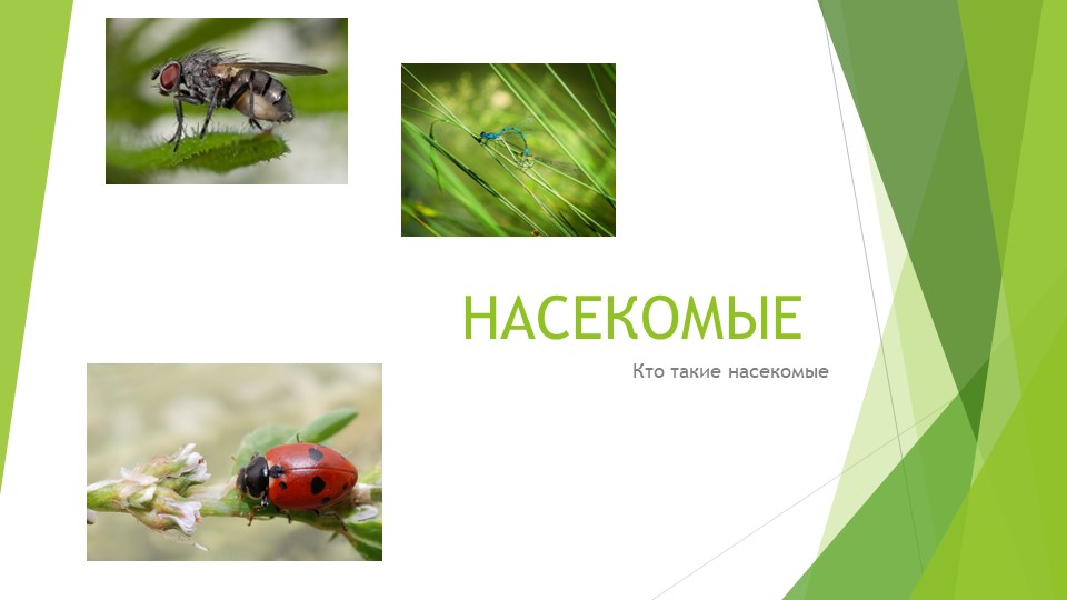 Презентация по Окружающему миру на тему: Насекомые - Скачать школьные презентации PowerPoint бесплатно | Портал бесплатных презентаций school-present.com