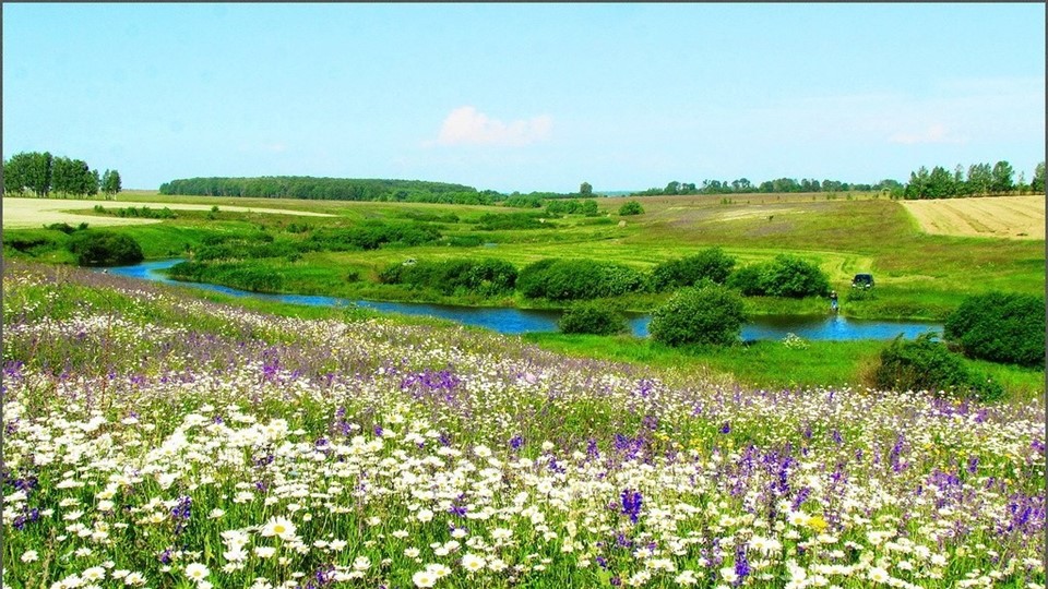 Презентация "Лекарственные растения " - Скачать школьные презентации PowerPoint бесплатно | Портал бесплатных презентаций school-present.com