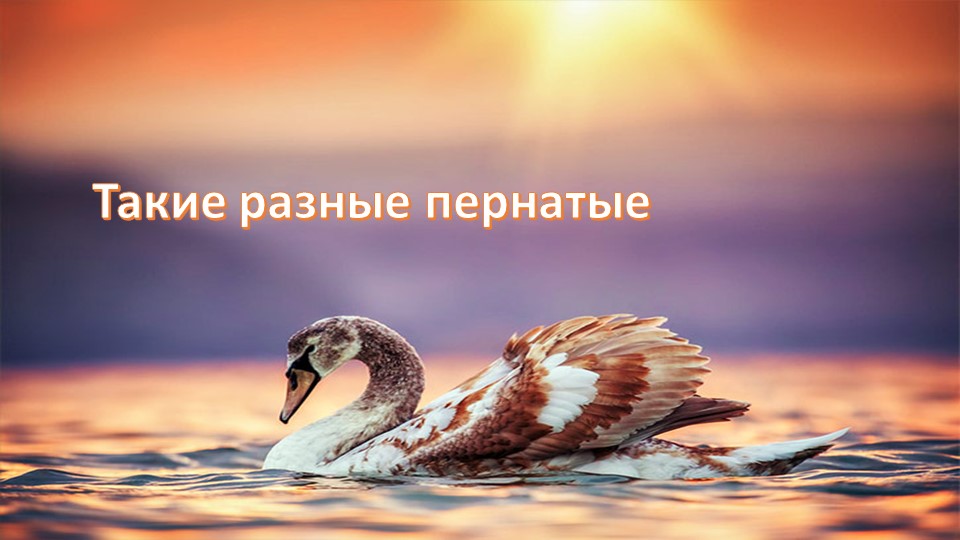 Обобщающий урок "Такие разные пернатые" - Скачать школьные презентации PowerPoint бесплатно | Портал бесплатных презентаций school-present.com